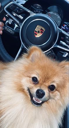 a small dog sitting in the drivers seat of a car