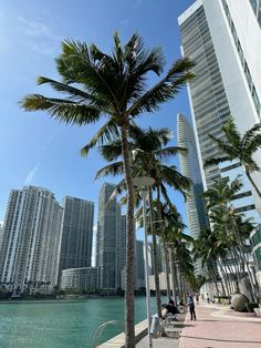 palm trees are lined up along the waterfront in front of high rise buildings and skyscrapers