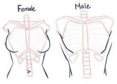 the diagram shows how to draw female and male torsos with different angles on each side