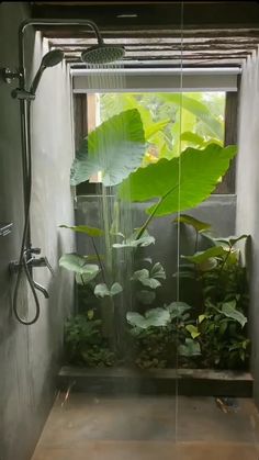 a shower head with water running from it in a bathroom next to plants and greenery