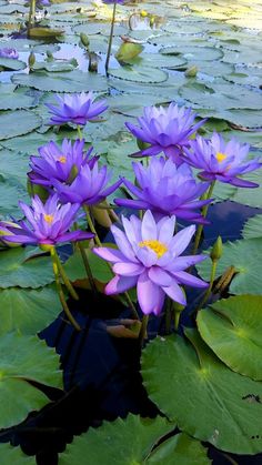 purple water lilies are blooming in the pond