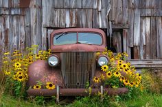 an old rusty car parked in front of a wooden building with sunflowers growing out of it