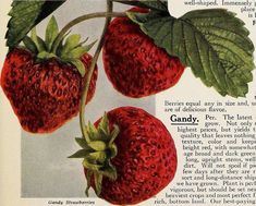 Berlin Maryland, Red High, Book Page, Nurseries, Horticulture, Long Distance, Strawberries