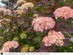 some pink and yellow flowers are in the bushes