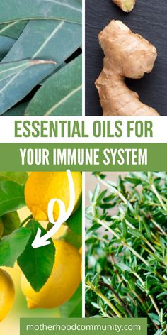 These Essential Oils for Your Immune System will help support you and your body. Some essential oils that help with your immunity include eucalyptus oil, ginger oil, and many more. Each one of these essential oils will help you in many different ways. Explore this list to discover which ones will be best for you! Cough Expectorant, Yoga Articles, Candida Albicans, Oregano Oil, Ginger Oil, Boost Immunity, Bacterial Infection, Eucalyptus Oil