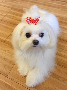 a small white dog with a red bow on its head sitting on a wooden floor