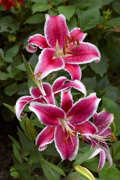 some pink and white flowers in a garden