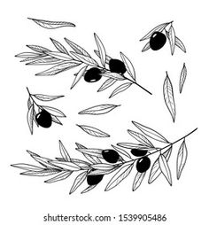 black olives on an olive tree branch with leaves and buds hand drawn illustration isolated on white background