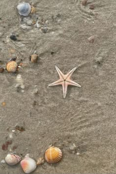 starfish and shells on the sand at the beach