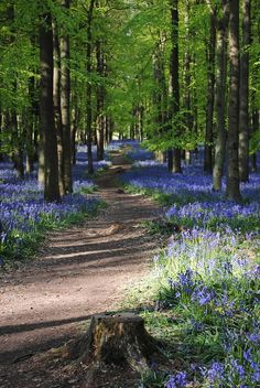 a dirt road surrounded by bluebells in the woods