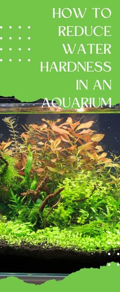 an aquarium filled with green plants and algae in the bottom right hand corner reads, how to reduce water harnesss in an aquarium