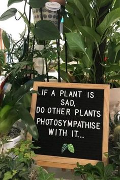 Garden Quotes Signs, Plant Quotes, Plant Puns, Plants Quotes, Trendy Plants, Lovers Quotes, Garden Quotes, Room With Plants, Plant Mom