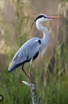 a large bird standing on top of a tree branch in front of some tall grass