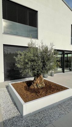 an olive tree in a square planter on the side of a building