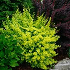 a bush with green leaves and purple flowers in the background