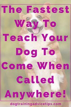 the fastest way to teach your dog to come when he's called anywhere is