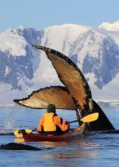 a person in a kayak with a whale tail