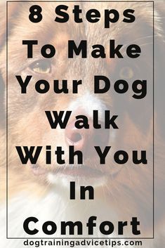 a dog with the words 8 steps to make your dog walk with you in comfort