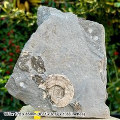 a large rock with some kind of shell on it's side in front of bushes