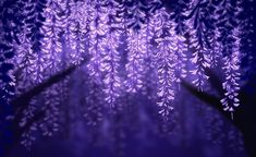 purple leaves are hanging from the ceiling in front of a blue background with black branches