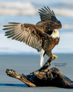 an eagle spreads its wings as it perches on a log