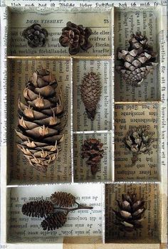 pine cones are arranged in a box on top of an old book page with other pine cones