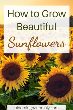 sunflowers with the words how to grow beautiful sunflowers in front of them