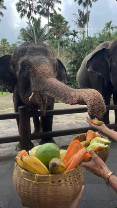 two elephants standing next to each other in front of a basket filled with fruits and vegetables