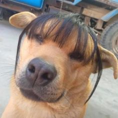 a close up of a dog's face with its hair pulled back