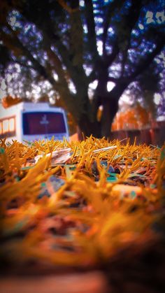 the ground is covered in yellow grass and there is a blue truck parked next to it