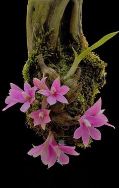 pink flowers growing out of the bark of a tree