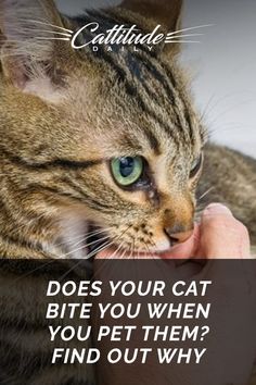 a cat is being petted by someone with the caption does your cat bite you when you pet them? find out why