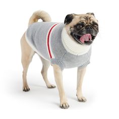 a small dog wearing a sweater with its tongue out