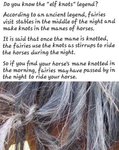 an image of a horse with grey hair