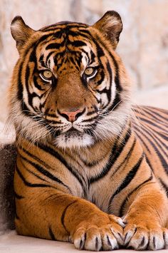 a tiger laying down on the ground