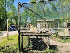 a couple of tigers laying on top of a lush green field next to a fence