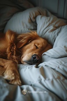 a brown dog sleeping on top of a bed