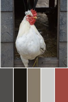 a white chicken standing in front of a barn door with red combs on it's head