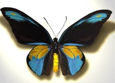 a blue and yellow butterfly sitting on top of a white surface