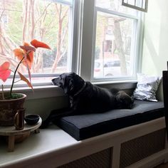 a black dog sitting on top of a window sill next to a potted plant