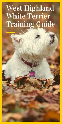 the west highland white terrier training guide is shown in front of an image of leaves