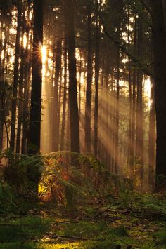 the sun is shining through the trees in the forest