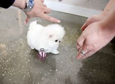 a small white dog sitting on top of a floor next to two people's hands