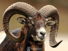 a ram with large horns standing in the grass