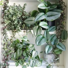 some green plants are hanging on the wall