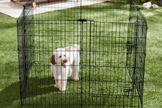 a dog in a cage on the grass