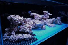 an aquarium filled with lots of white corals