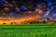 a green field with trees and clouds in the background