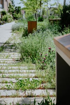 an empty path in the middle of a garden with weeds and flowers growing on it