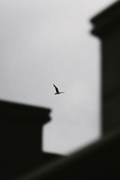 a bird is flying in the sky over some building's roof tops and windows